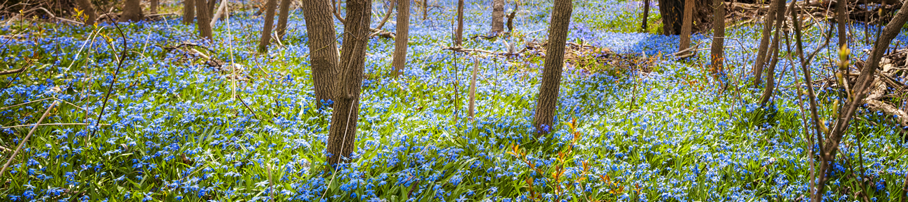 Bluebell Wood